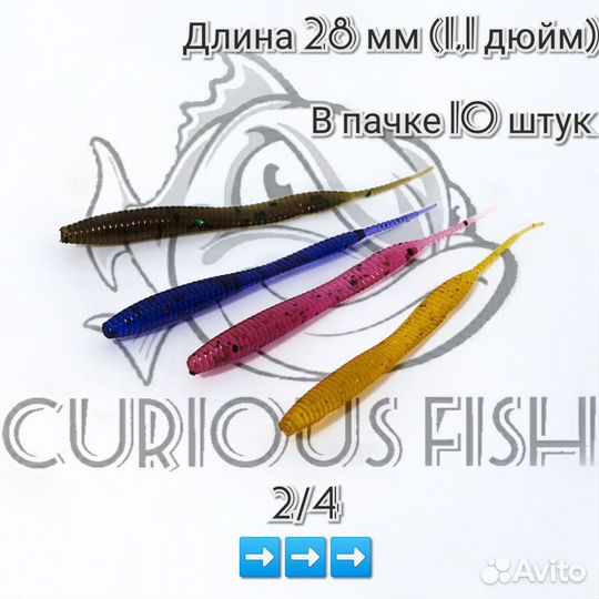 Curious fish Sexi Waist 1,1 дюйм