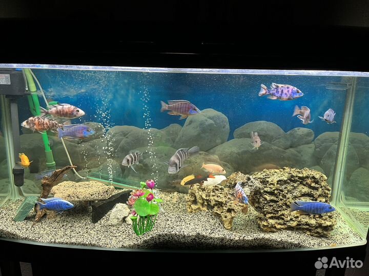 Цихлиды Аулонокара, Джексон, Красная зебра