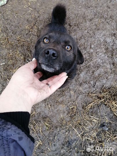 Собака в добрые руки