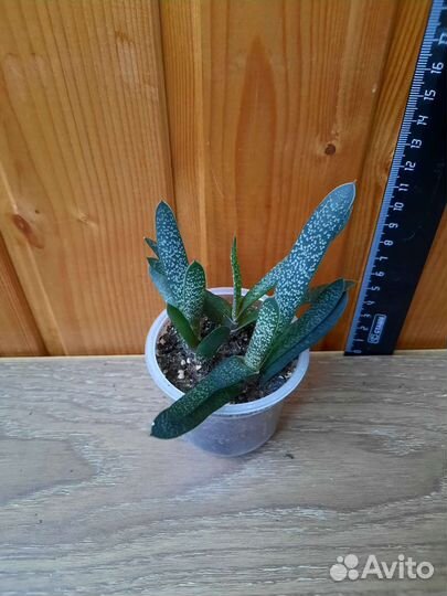 Сансевьерия, суккуленты, кактусы