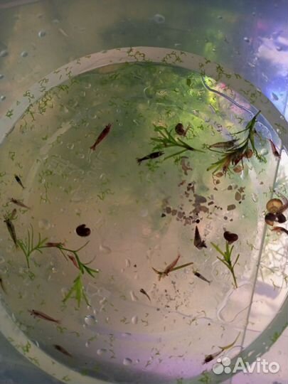 Сомики анциструсы и аквариумные креветки