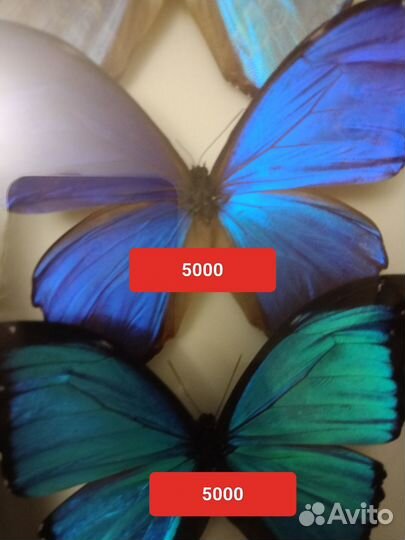 Бабочки Морфы