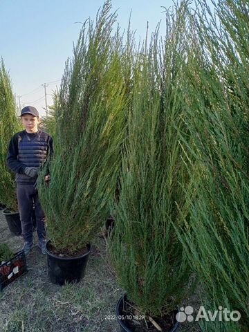 Можжевельник Блю эроу