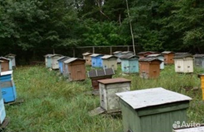 Мёд Алтайский оптом