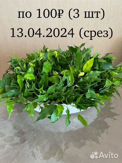 Комнатные растения