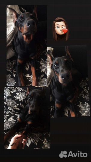 Доберман(вязка)