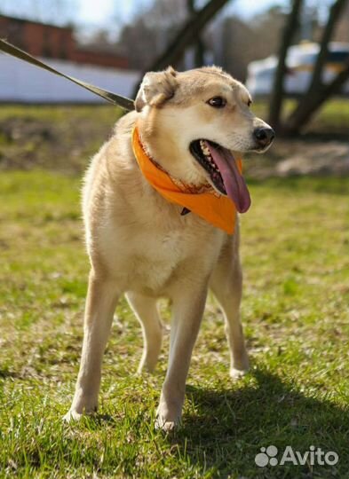 Добрая, нежная,ранимая Баунти ждёт своего человека