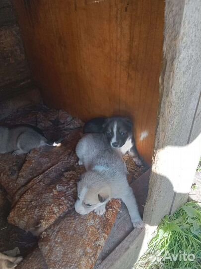 Щенки от маленькой собаки будут маленького роста