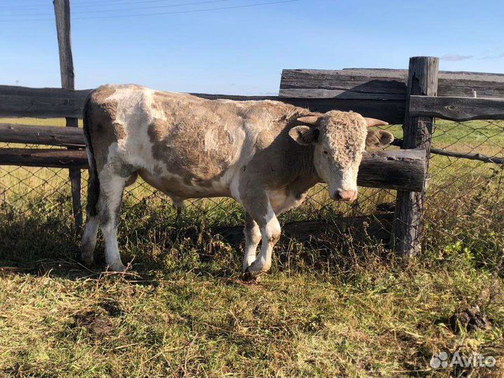 Бычки и быки