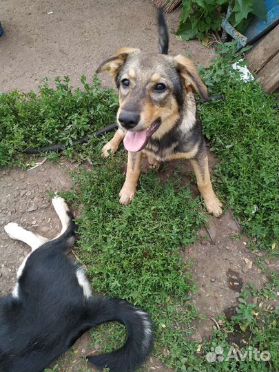 Собаки щенки бесплатно