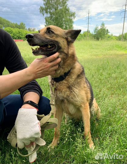 Бакс ждет своих хозяев за решеткой 8 лет