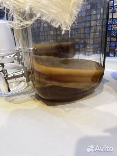 Чайный гриб комбуча