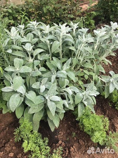 Чистец шерстистый, стахис, овечьи ушки