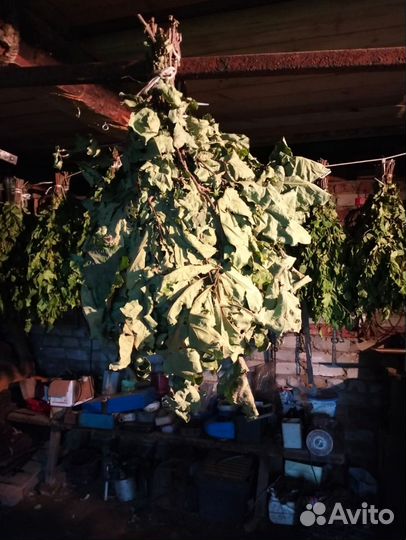 Дубовые и берёзовые веники для бани