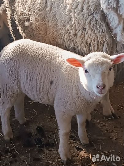 Овцы бараны ягнята