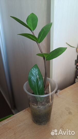 Домашние растения