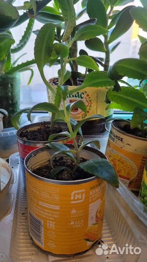 Каланхоэ лечебный