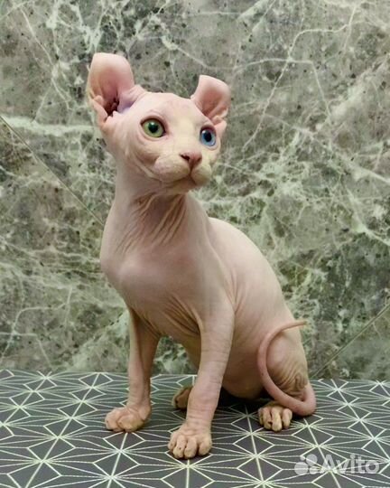 Канадский разноглазый сфинкс эльф котенок