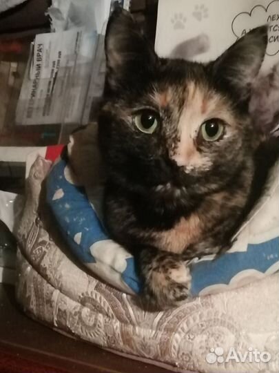 Кошка