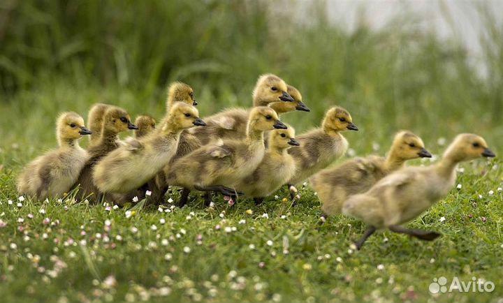 Куры Гусята Утята Цыплята Муларды