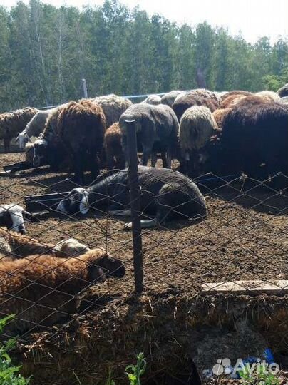 Овцы бараны ягнята