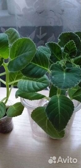 Глоксиния махровая красная с белым краем