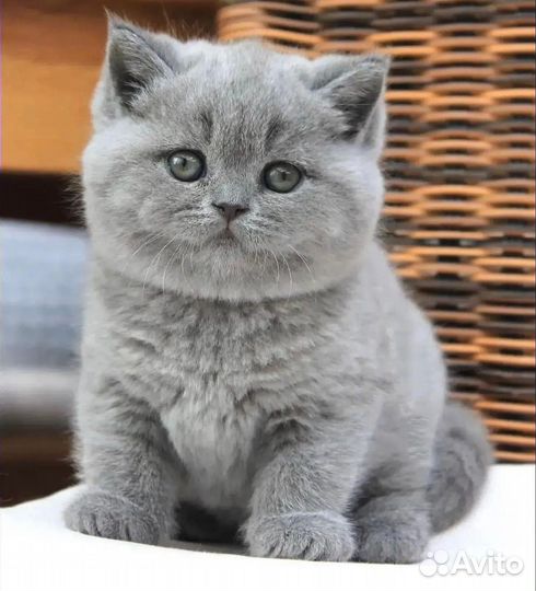Шотландский котенок