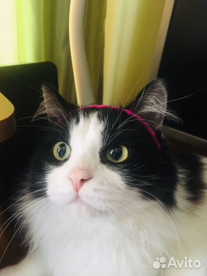 Кот для вязки