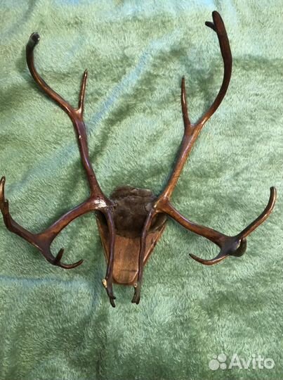 Рога Оленя