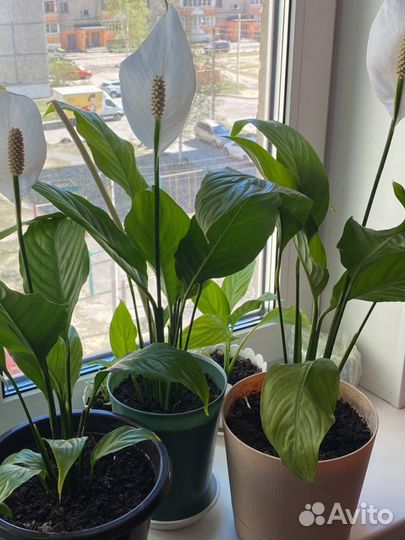 Спатифиллум