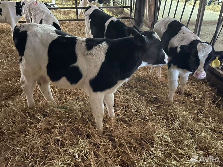 Теляьа бычки