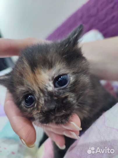 Котятки ищут дом