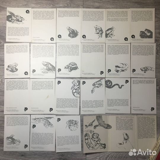 Открытки Амфибии рептилии, 1989
