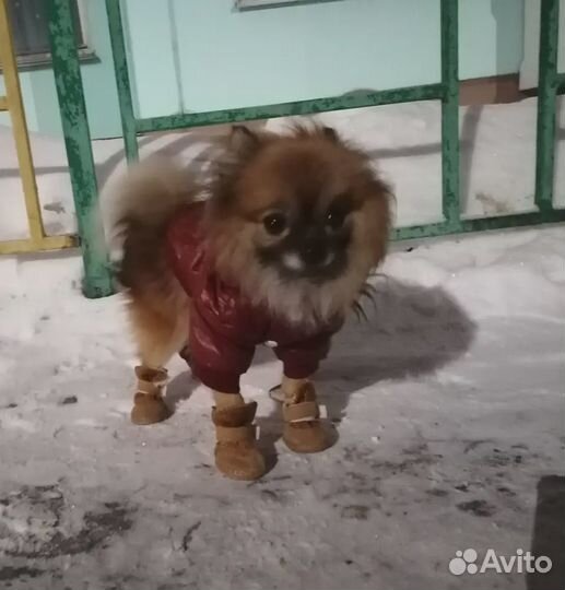 Обувь для маленьких собак