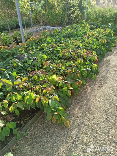 Дерен Келси С5 Н40-50