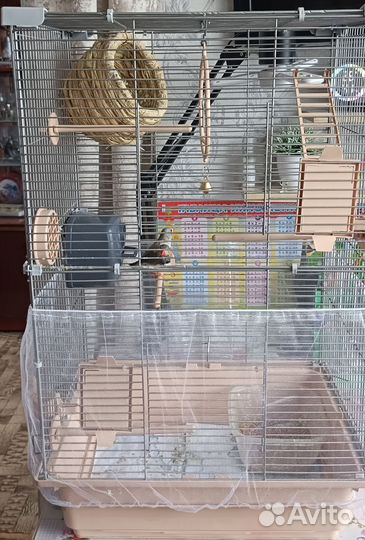 Зебровые амадины