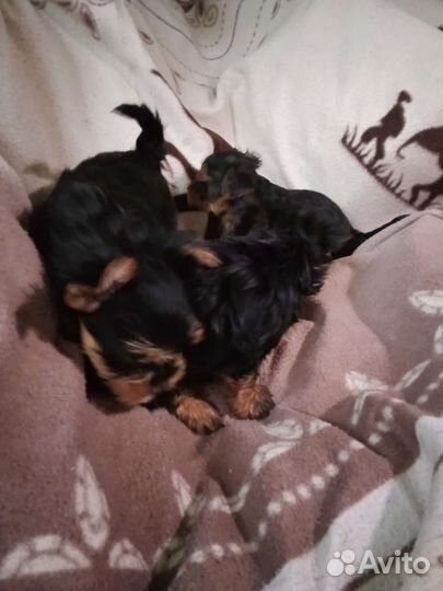 Йорки- Миники