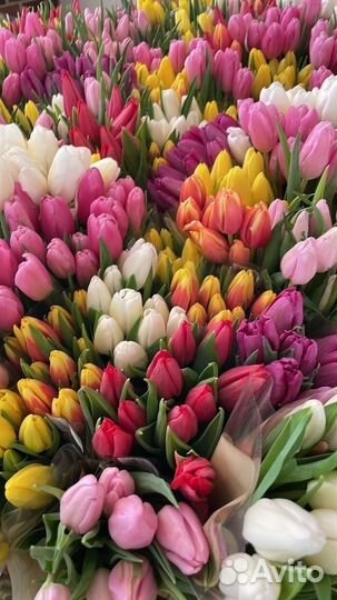 Тюльпаны на 8 марта