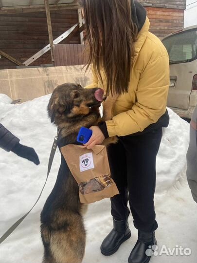 Собака в добрые руки