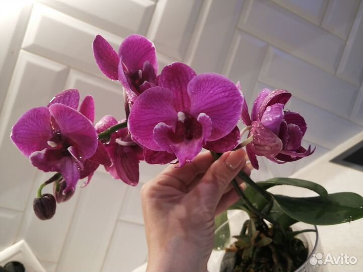 Орхидея фаленопсис