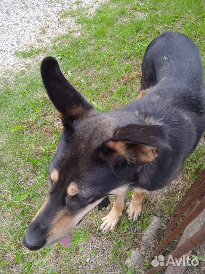 Найдена собака