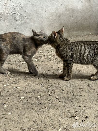 Котята уличные