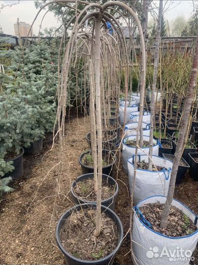 Шелковица на штамбе (тутовник)