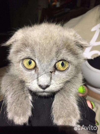 Кошка веслоухая