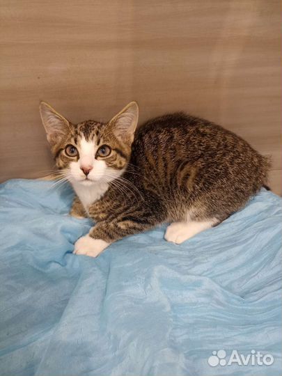 Котенок в добрые руки