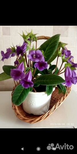 Глоксиния тидея.Листья с корешками