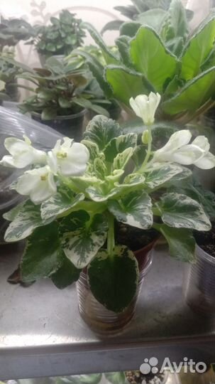 Укорененные листья мини фиалок