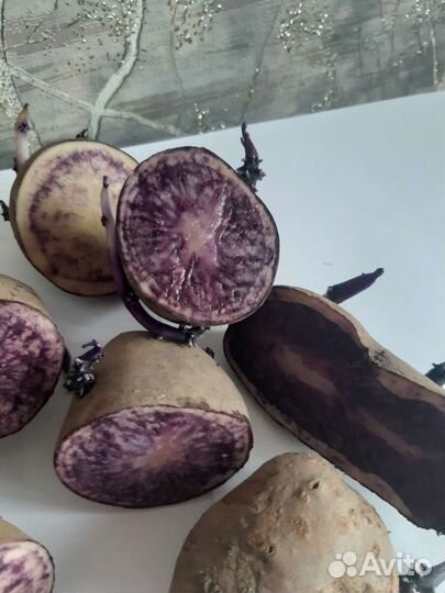 Картофель сорт 