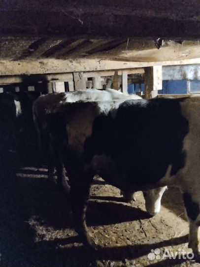 Быки на мясо