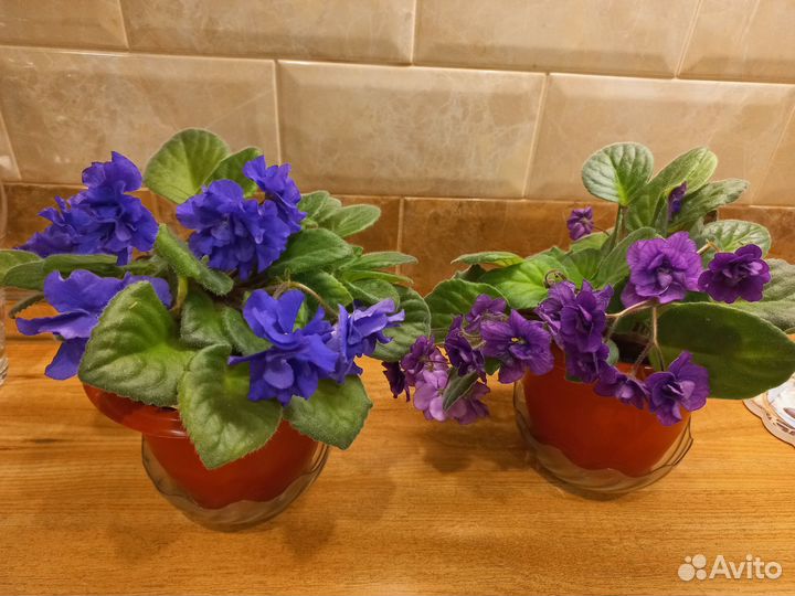 Фиалки узамбарские цветущие